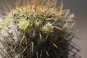 Mammillaria eriacantha